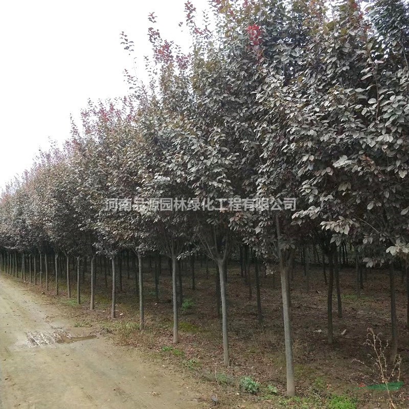 紅葉李精品工程苗2-6公分紅葉李價格園林綠化工程苗圃基地直銷