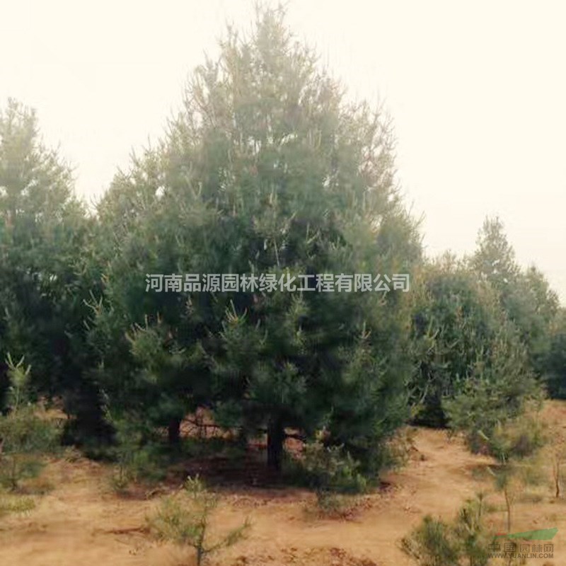 精品白皮松高度1米-6米白皮松工程綠化苗圃基地供苗