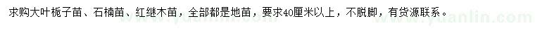 求購大葉梔子苗、石楠苗、紅繼木