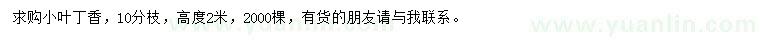 求購高2米小葉丁香