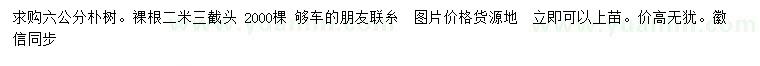 求購(gòu)6公分樸樹