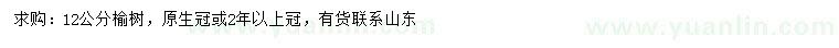 求購12公分榆樹
