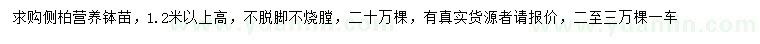 求購高1.2米以上側柏