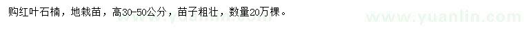 求購高30-50公分紅葉石楠