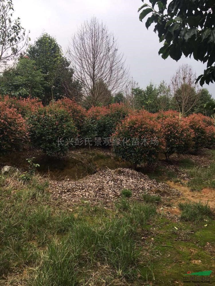 浙江[紅葉石楠球]/浙江紅葉石楠球3價(jià)格/報(bào)價(jià)