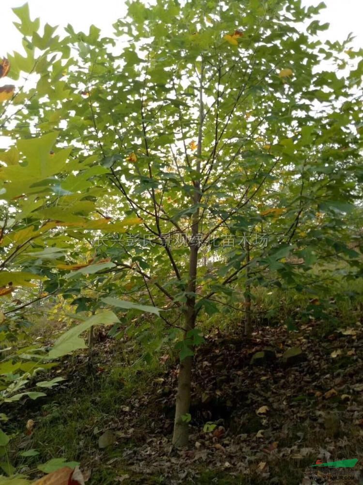 優質特價馬褂木產地直銷