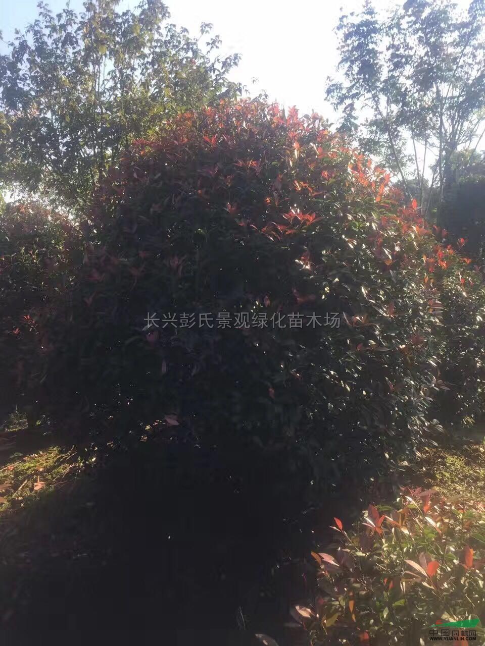 紅葉石楠球2圖片/紅葉石楠球2報價