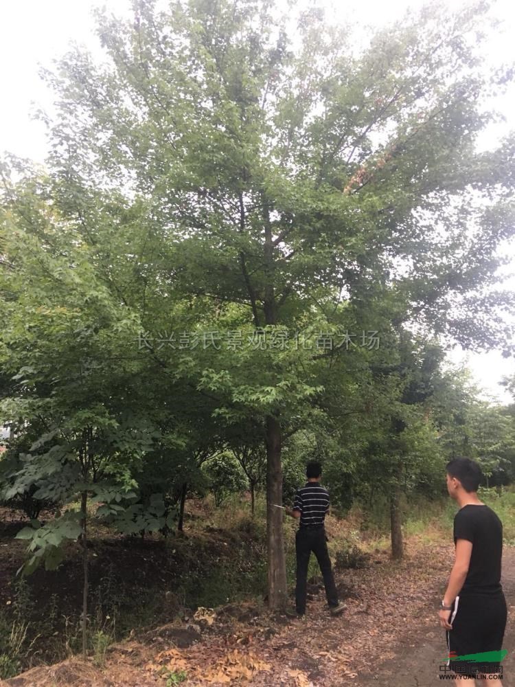 温馨提示: 以上是关于【优质特价三角枫3产地直销】的详细介绍, 产品