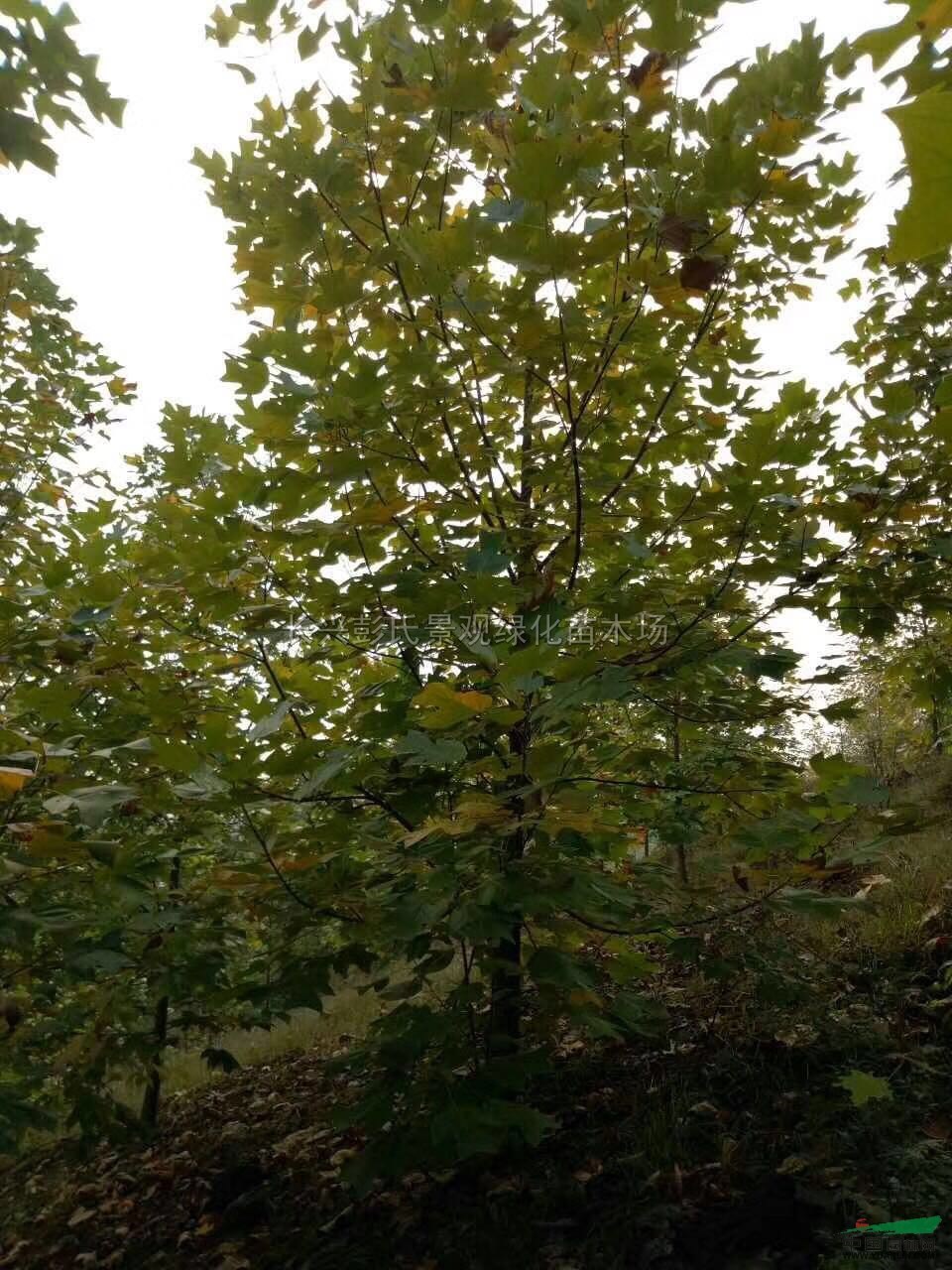 浙江馬褂木5介紹/特征/用途