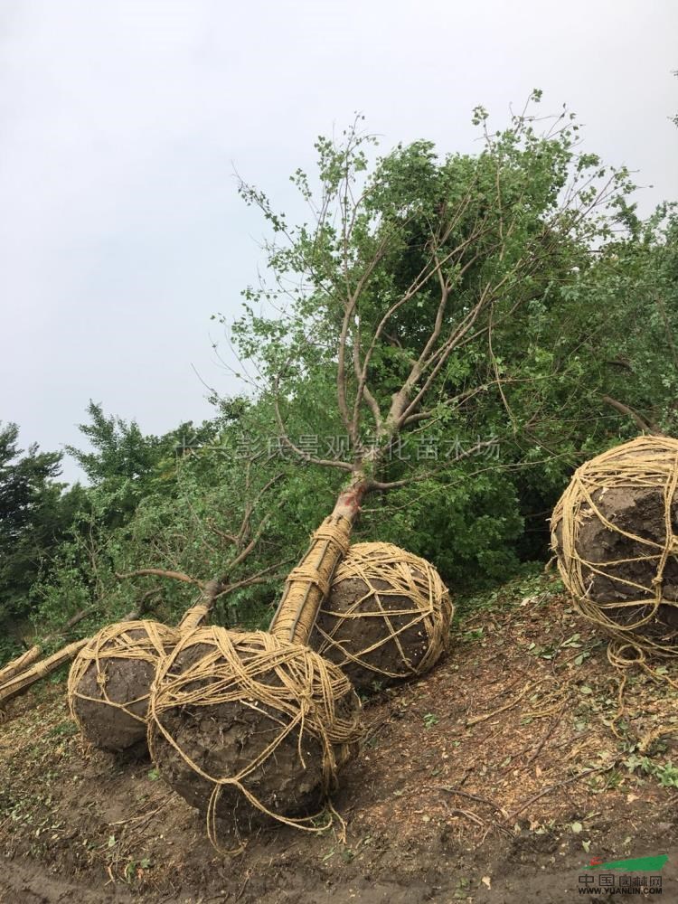 三角楓6行情報價/三角楓6圖片展示