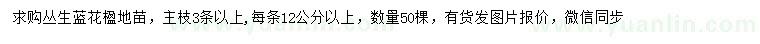 求購叢生藍(lán)花楹