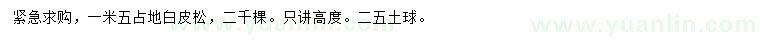 求購1.5米占地白皮松