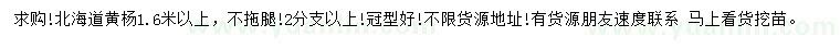 求購1.6米以上北海道黃楊