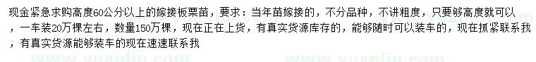 求購高60公分以上嫁接板栗