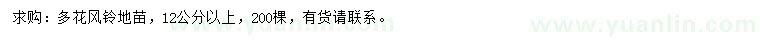 求購(gòu)12公分以上多花風(fēng)鈴地苗