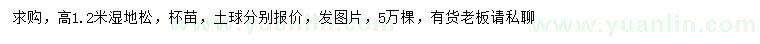 求購高1.2米濕地松