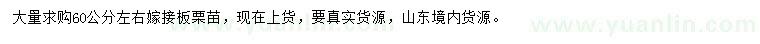 求購(gòu)60公分左右嫁接板栗苗