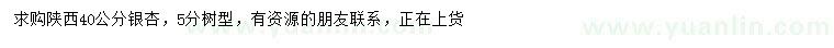 求購40公分銀杏
