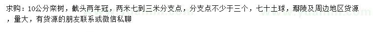 求購10公分欒樹(shù)