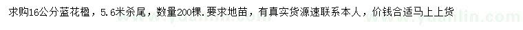 求購16公分藍(lán)花楹