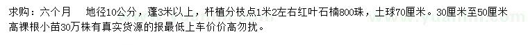 求購(gòu)地徑10公分紅葉石楠