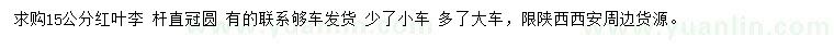求購15公分紅葉李