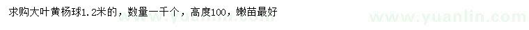 求購1.2米大葉黃楊球