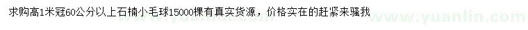 求購高1米石楠小毛球