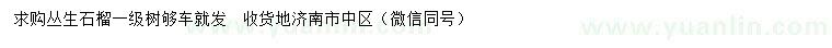 求購叢生石榴