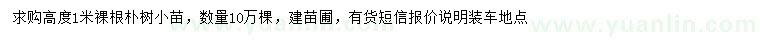 求購高1米樸樹