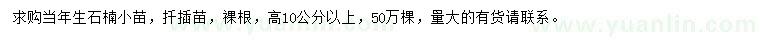 求購(gòu)高10公分以上石楠小苗