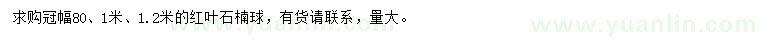 求購冠幅80、1米、1.2米紅葉石楠球