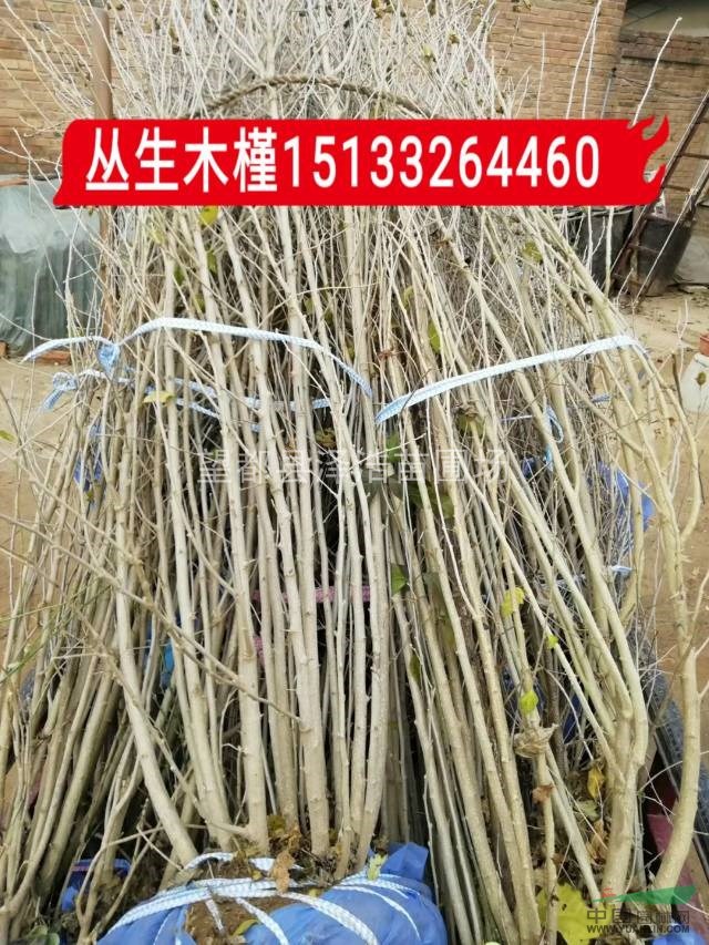 叢生榆葉梅供應(yīng)商叢生榆葉梅價(jià)格河北叢生榆葉梅叢生榆葉梅廠家