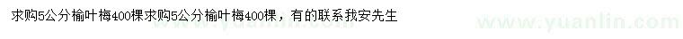 求購5公分榆葉梅
