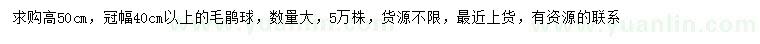 求購高50公分毛鵑球