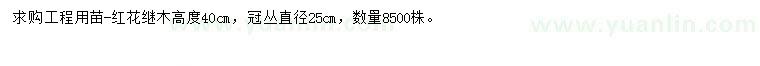 求購高40公分紅花繼木