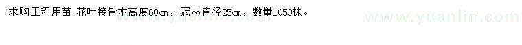 求購高60公分花葉接骨木