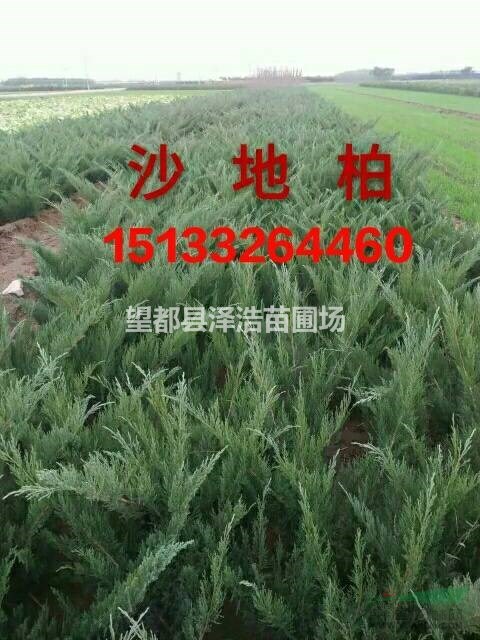 【沙地柏】定州沙地柏_河北沙地柏_保定沙地柏_沙地柏產(chǎn)地報價