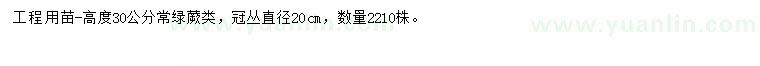 求購高30公分常綠蕨類
