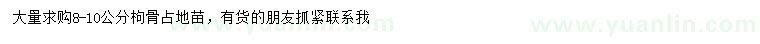 求購8-10公分枸骨占地苗