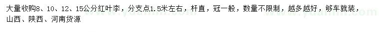 求購8、10、12、15公分紅葉李