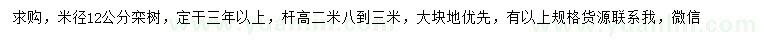 求購米徑12公分欒樹