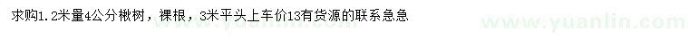 求購1.2米量4公分楸樹