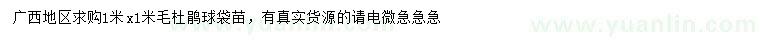 求購1x1米毛杜鵑球