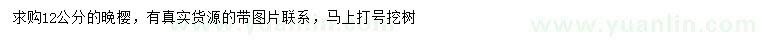 求購12公分晚櫻