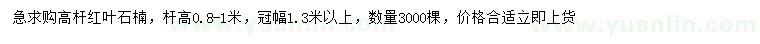 求購桿高0.8-1米高桿紅葉石楠