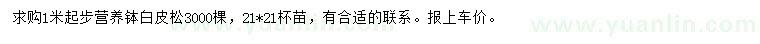 求購1米起步白皮松