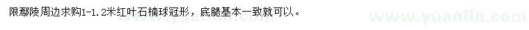 求購1-1.2米紅葉石楠球