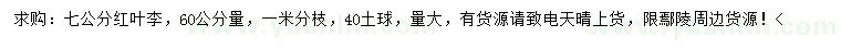 求購60公分量7公分紅葉李