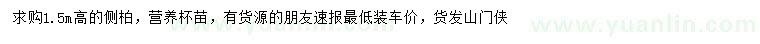 求購高1.5米側柏